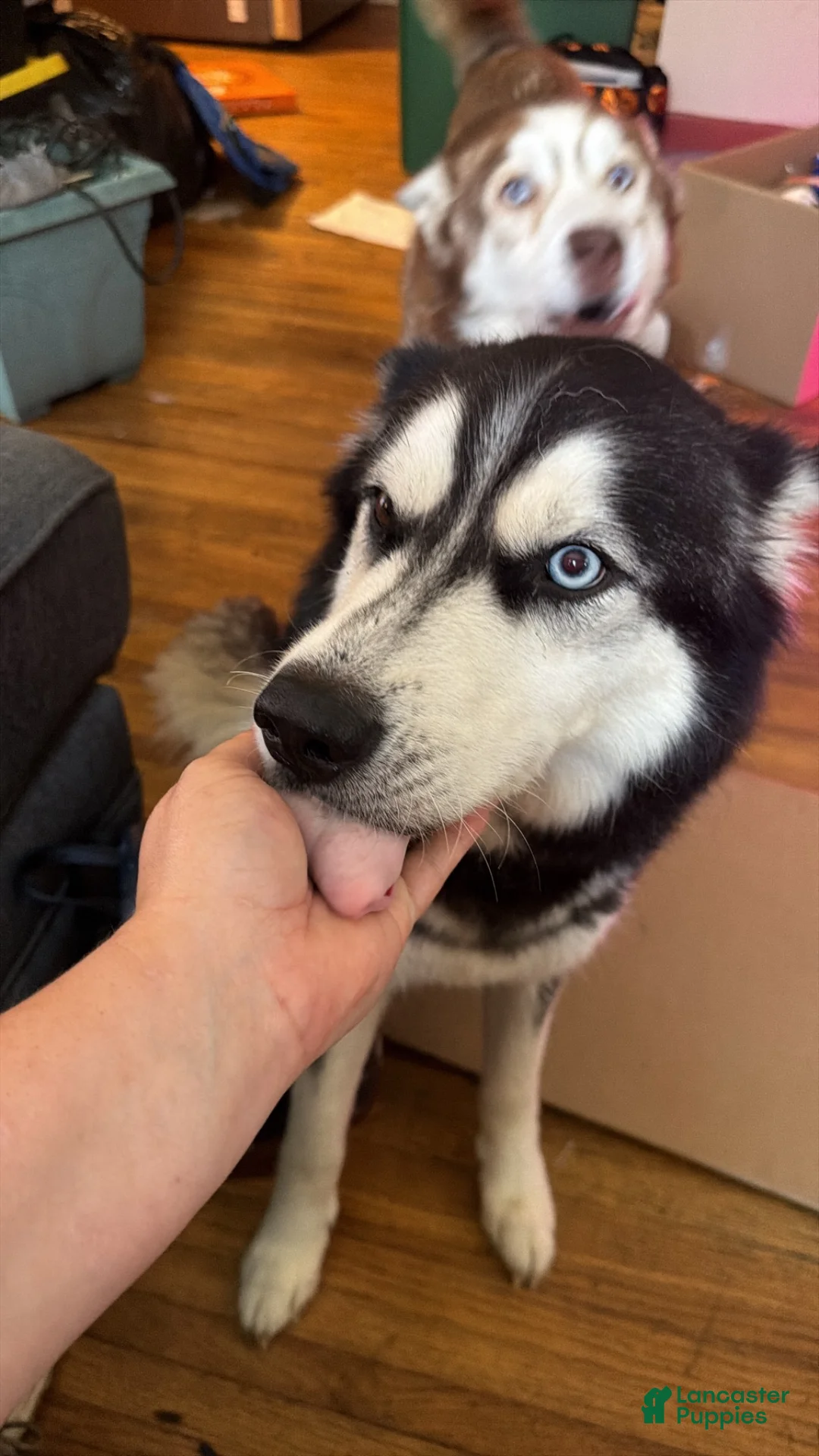 Siberian Husky dogs for sale: Siberian Husky 1 - Ad 2