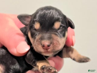 Miniature Schnauzer dogs - Ad 4