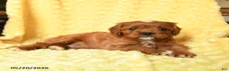 Cavapoo dogs for sale: Mickey - Ad 2