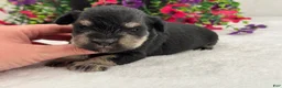 Miniature Schnauzer dogs for sale: Mae Female 1 - Ad 3