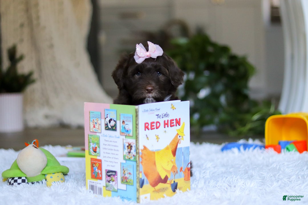 Portuguese Water Dog dogs for sale: Miley - Ad 6