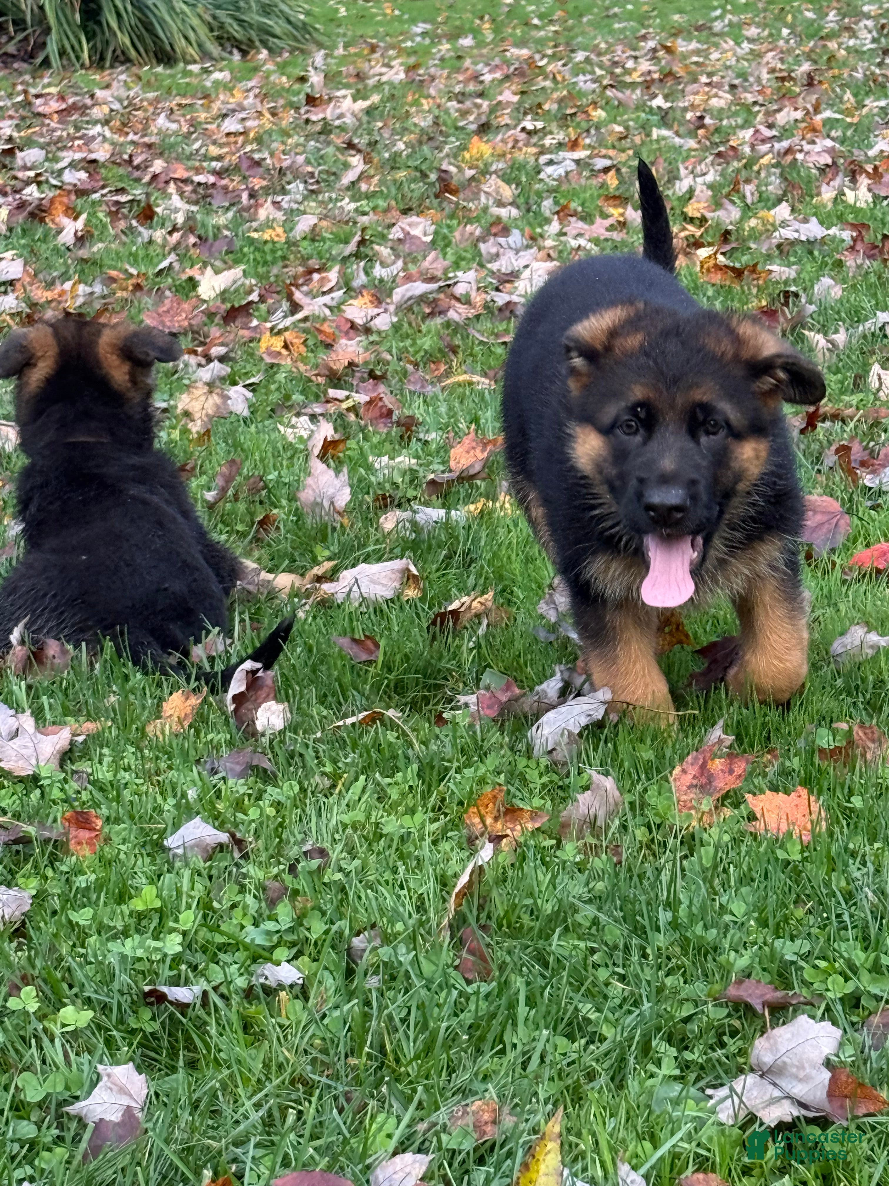 German Shepherd dogs German Shepherd 2 - Ad 1