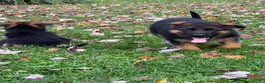 German Shepherd 2