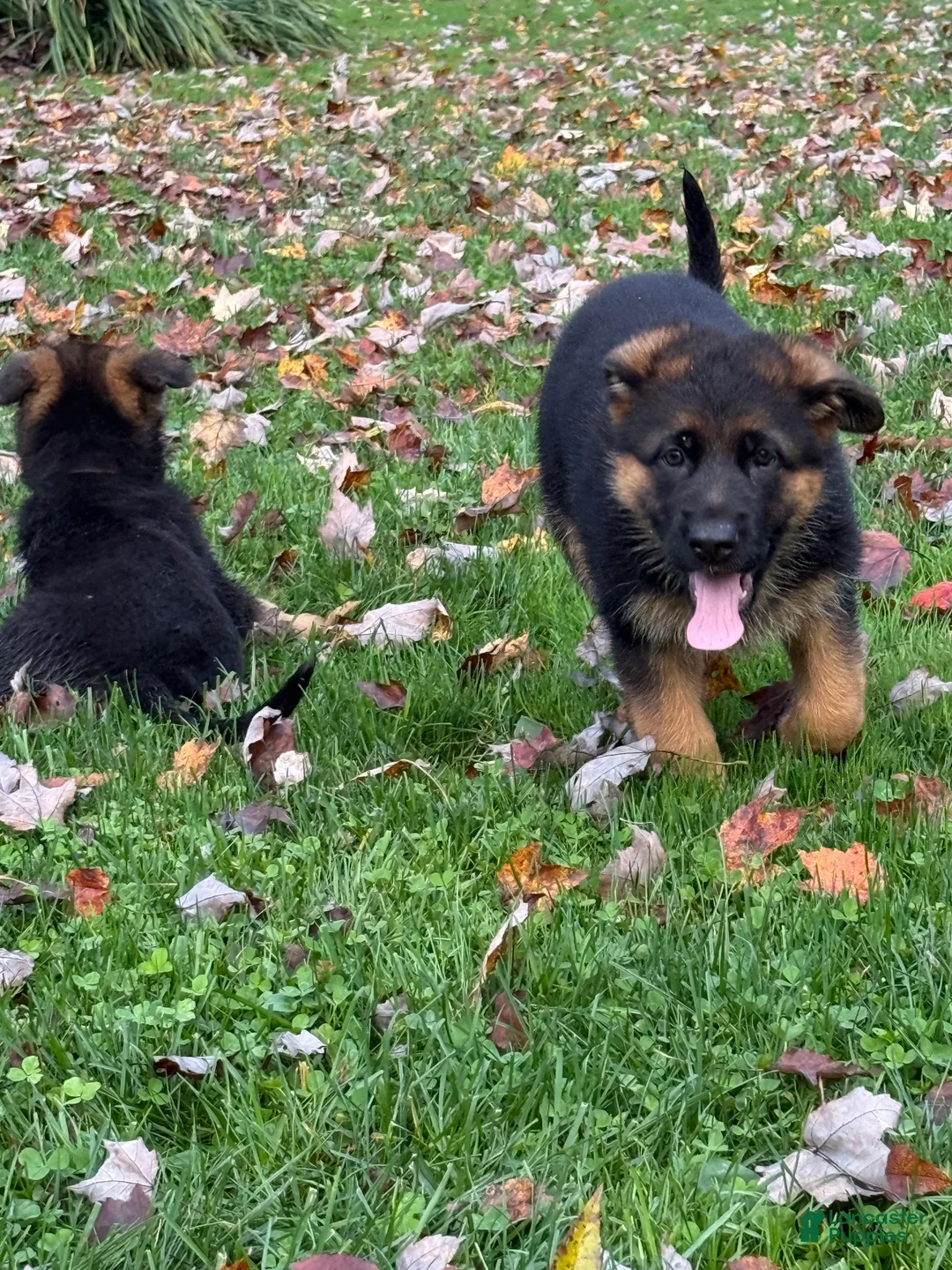 German Shepherd dogs for sale: German Shepherd 2 - Ad 1