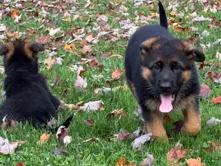German Shepherd dogs German Shepherd 2 - Ad 1