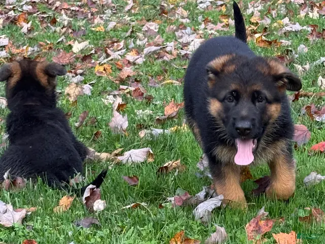 German Shepherd dogs for sale: German Shepherd 2 - Ad 1