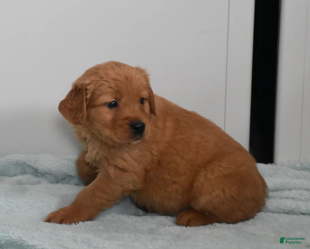Golden Retriever dogs for sale: Ranger    Genetic/OFA - Ad 18