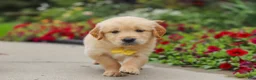 Golden Retriever dogs for sale: Benny - Ad 5