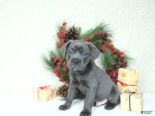 Cane Corso dogs Ace - Ad 8