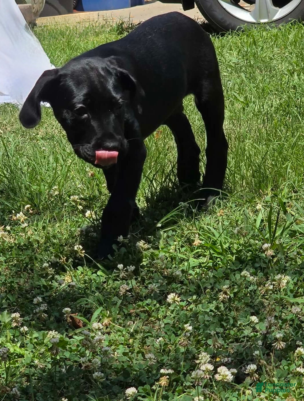Cane Corso dogs for sale: Cain AKC red collar - Ad 2