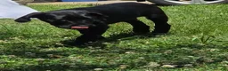 Cane Corso dogs for sale: Cain AKC red collar - Ad 4