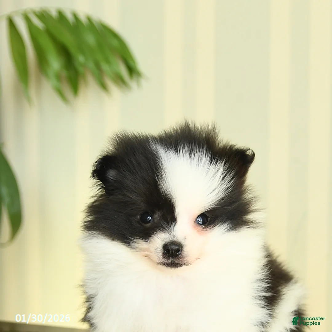 Pomeranian dogs for sale: Candy - Ad 2