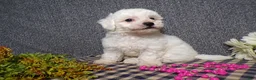 Bichon Frise dogs for sale: Bella - Ad 3