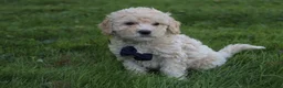 Mini Goldendoodle dogs for sale: Domino 💎 - Ad 5