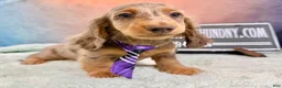 Miniature Dachshund dogs for sale: Champion bred Russian  - Ad 5