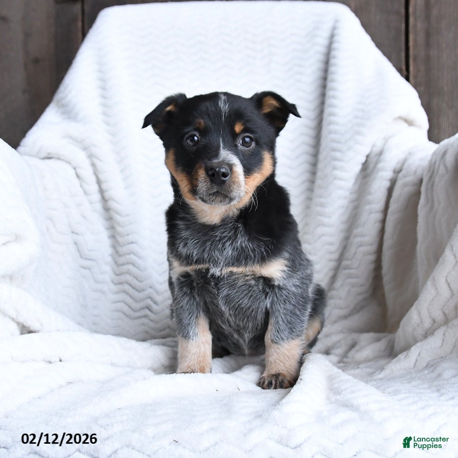 Australian Cattle Dog dogs Molly - Ad 7
