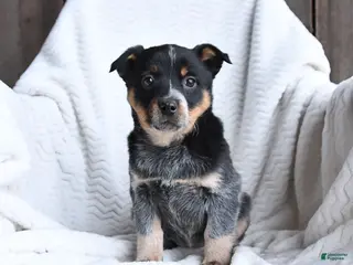Australian Cattle Dog dogs Molly - Ad 7