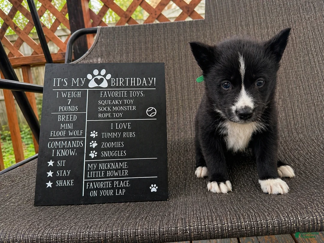 Mixed Breed dogs for sale: Shadow - Ad 1