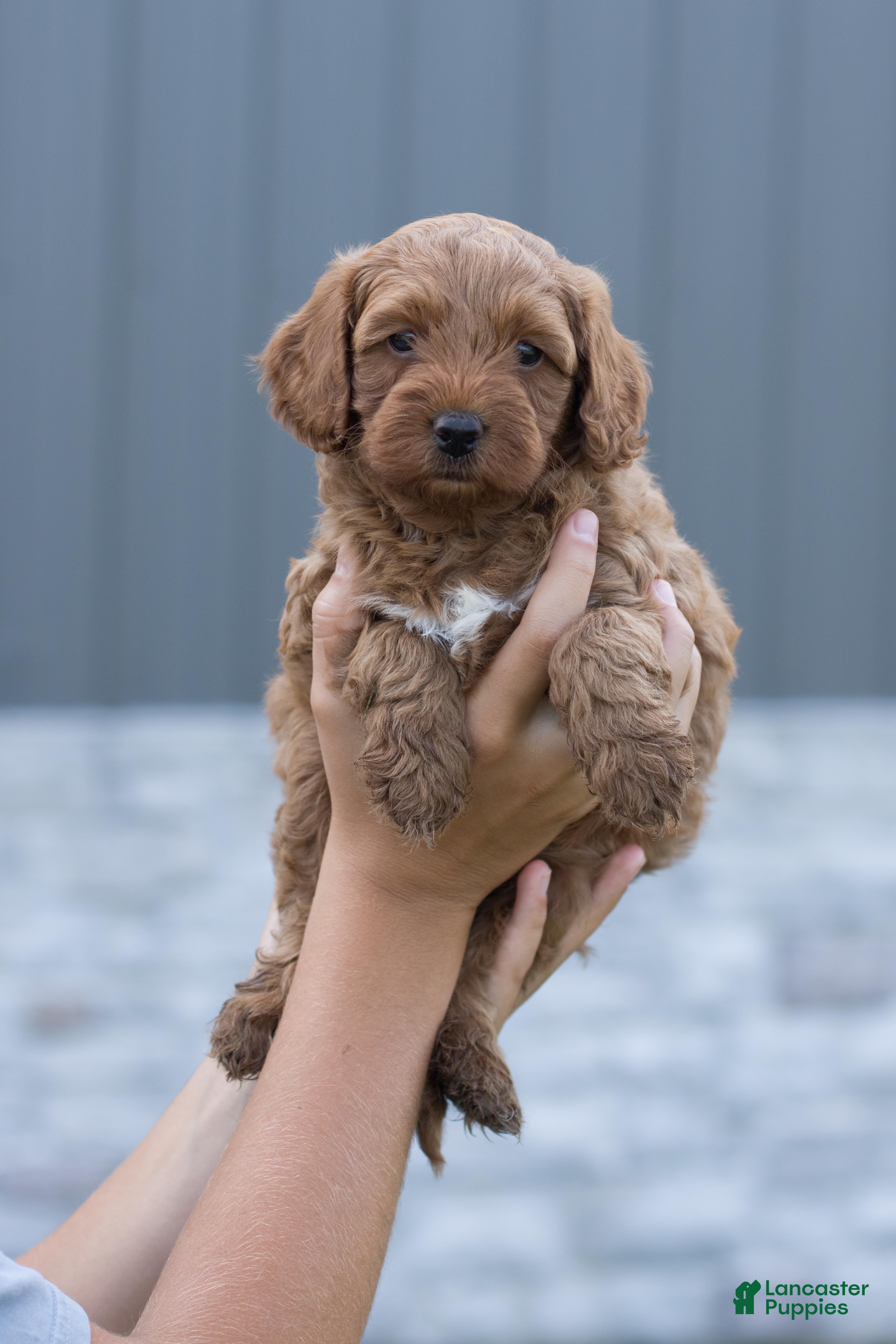 Mini Goldendoodle dogs for sale: Mac - Ad 4