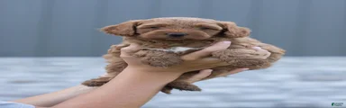 Mac