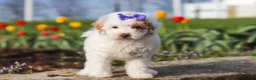 Miniature Poodle dogs for sale: Cheyenne - Ad 5