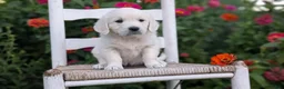 Golden Retriever dogs for sale: Bambi - Ad 8