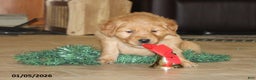 Golden Retriever dogs for sale: Sage - Ad 4