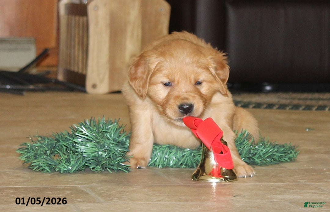 Golden Retriever dogs for sale: Sage - Ad 4