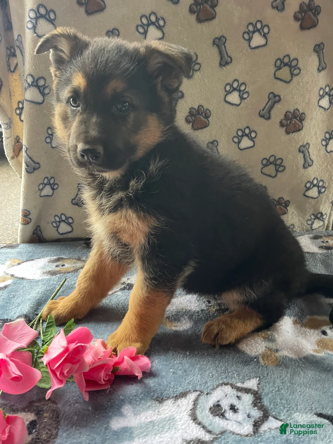 German Shepherd dogs for sale: Sadie - Ad 2