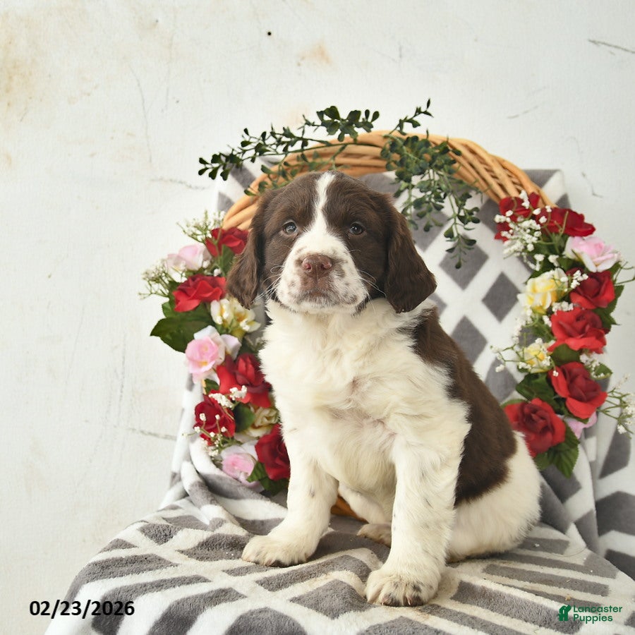 English Springer Spaniel dogs Dahlia  - Ad 1