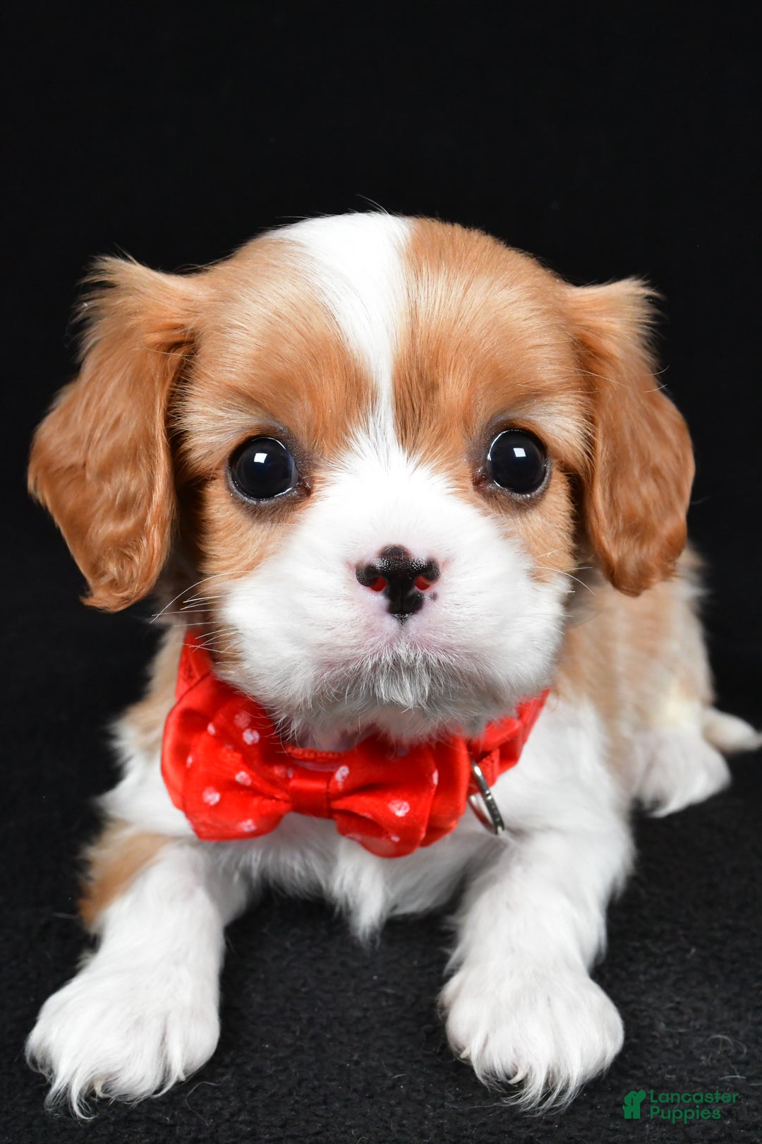 Cavalier King Charles Spaniel dogs for sale: Tyler - Ad 5
