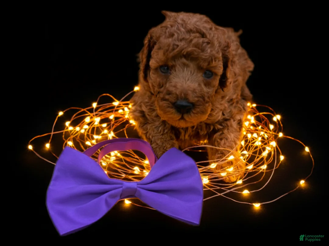 Toy Poodle dogs for sale: Cinnamon 💜 - Ad 29