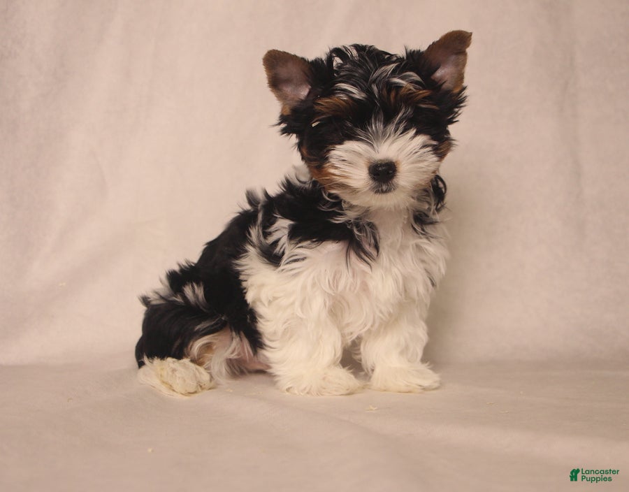 Biewer Terrier dogs Tony - Ad 2