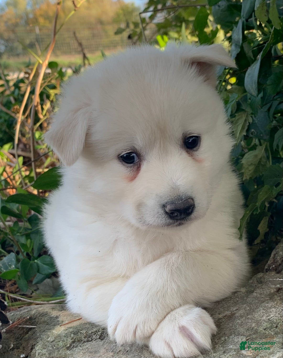 Alaskan Klee Kai dogs for sale: Handsome little Wellington~!!! - Ad 7