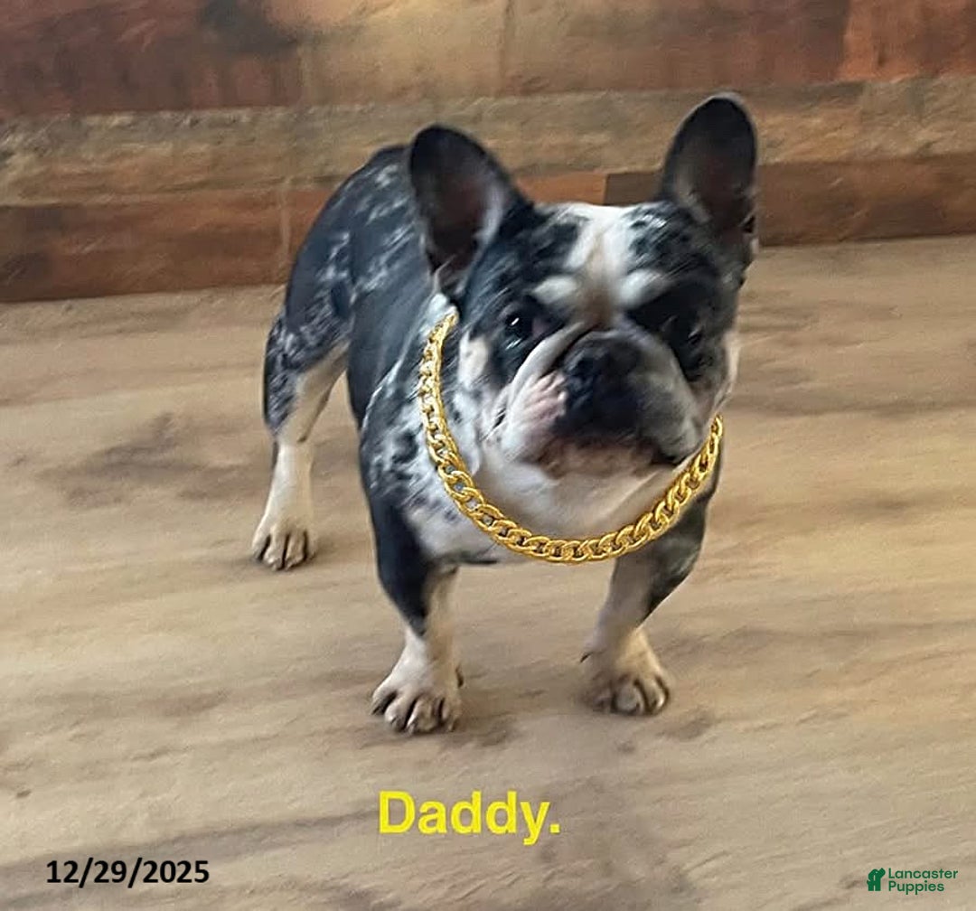 French Bulldog dogs for sale: Margarita - Ad 3