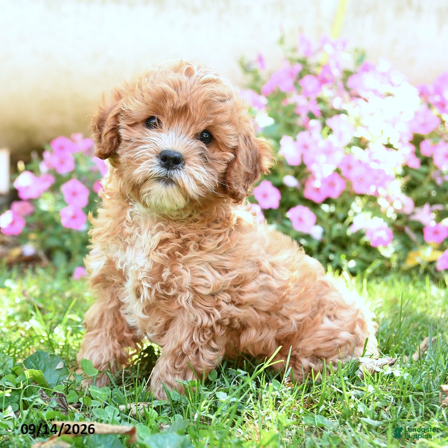Mixed Breed dogs Mimi - Ad 2