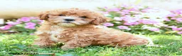 Mixed Breed dogs for sale: Mimi - Ad 2