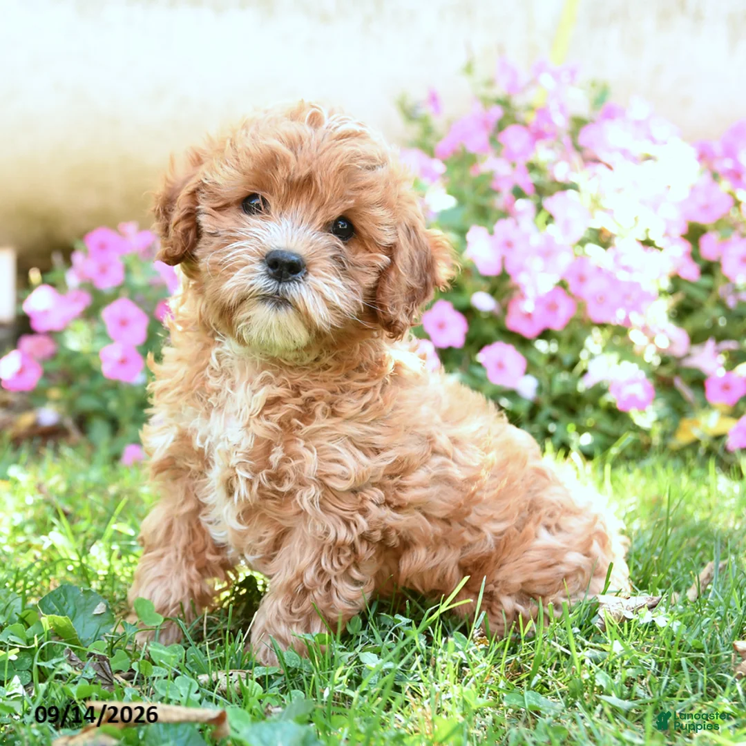 Mixed Breed dogs for sale: Mimi - Ad 2