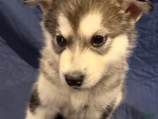 Alaskan Malamute dogs for sale: Brom - Ad 2