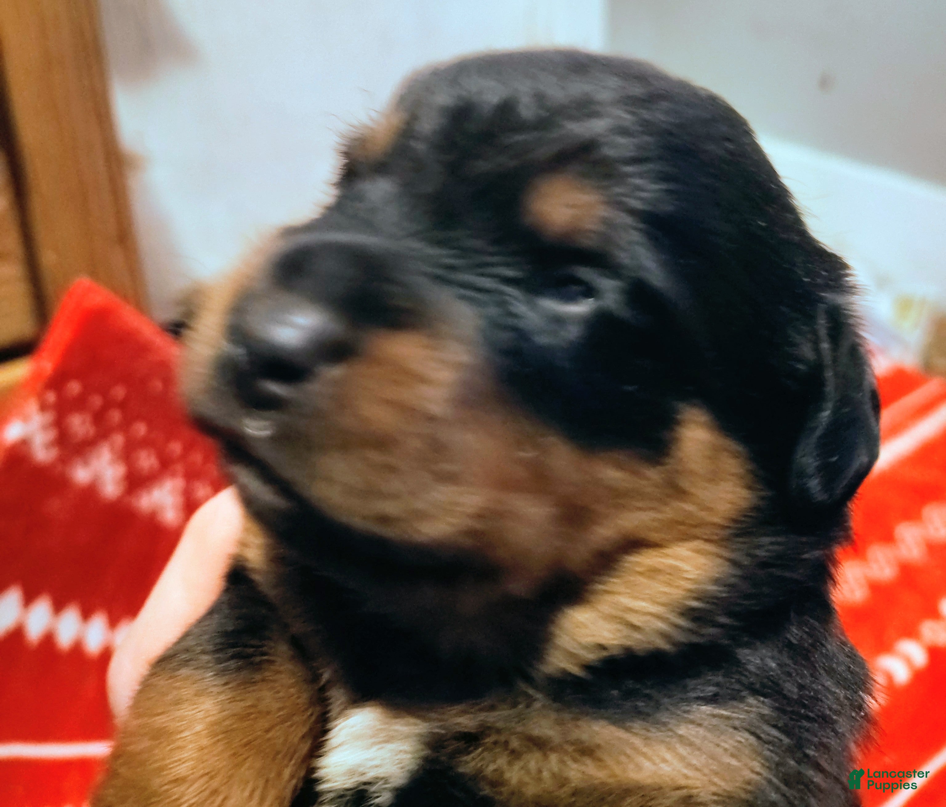 Rottweiler dogs Rottweiler Puppy 2 - Ad 42