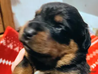 Rottweiler dogs Rottweiler Puppy 2 - Ad 42