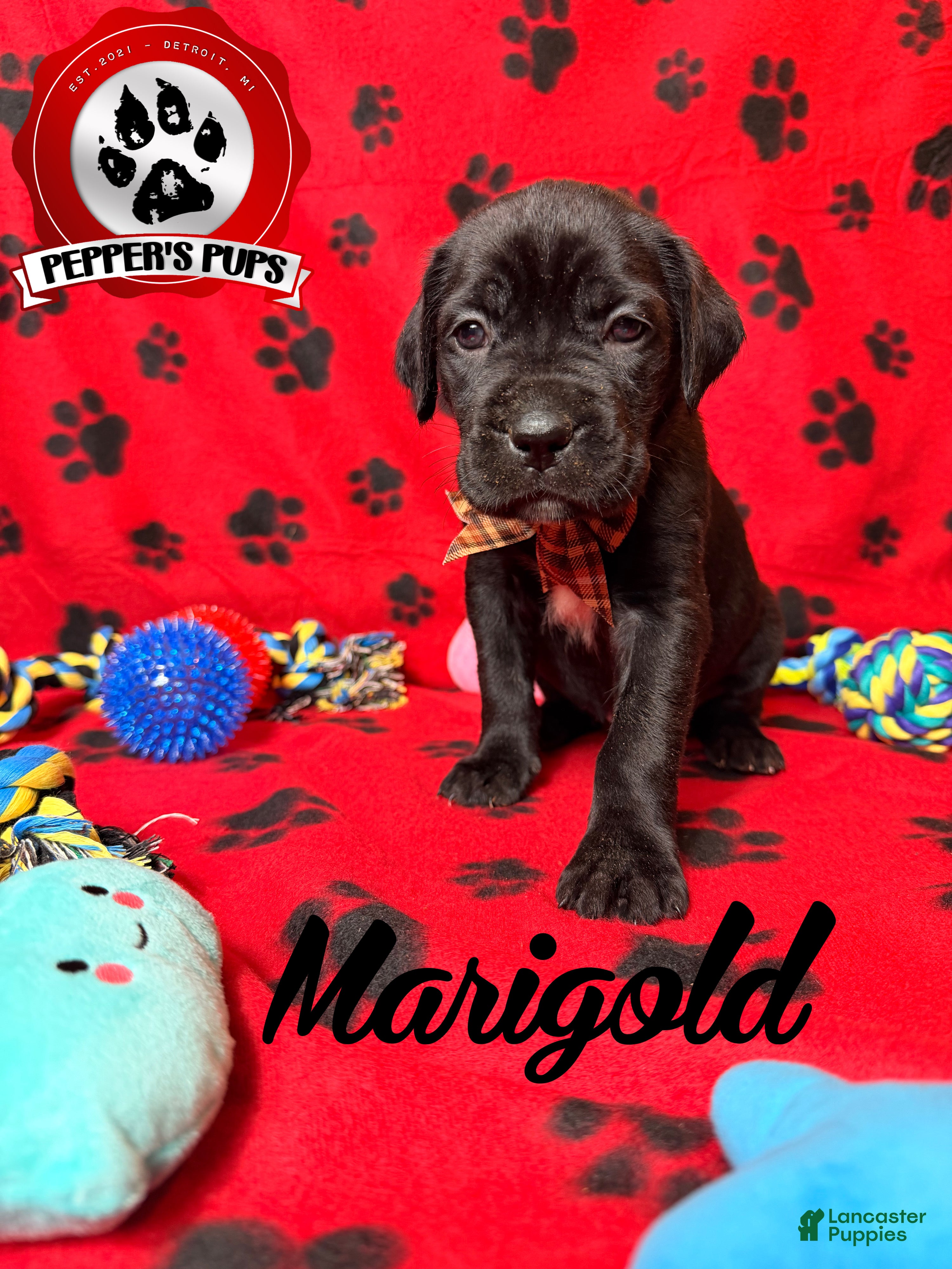 Cane Corso dogs Marigold  - Ad 1