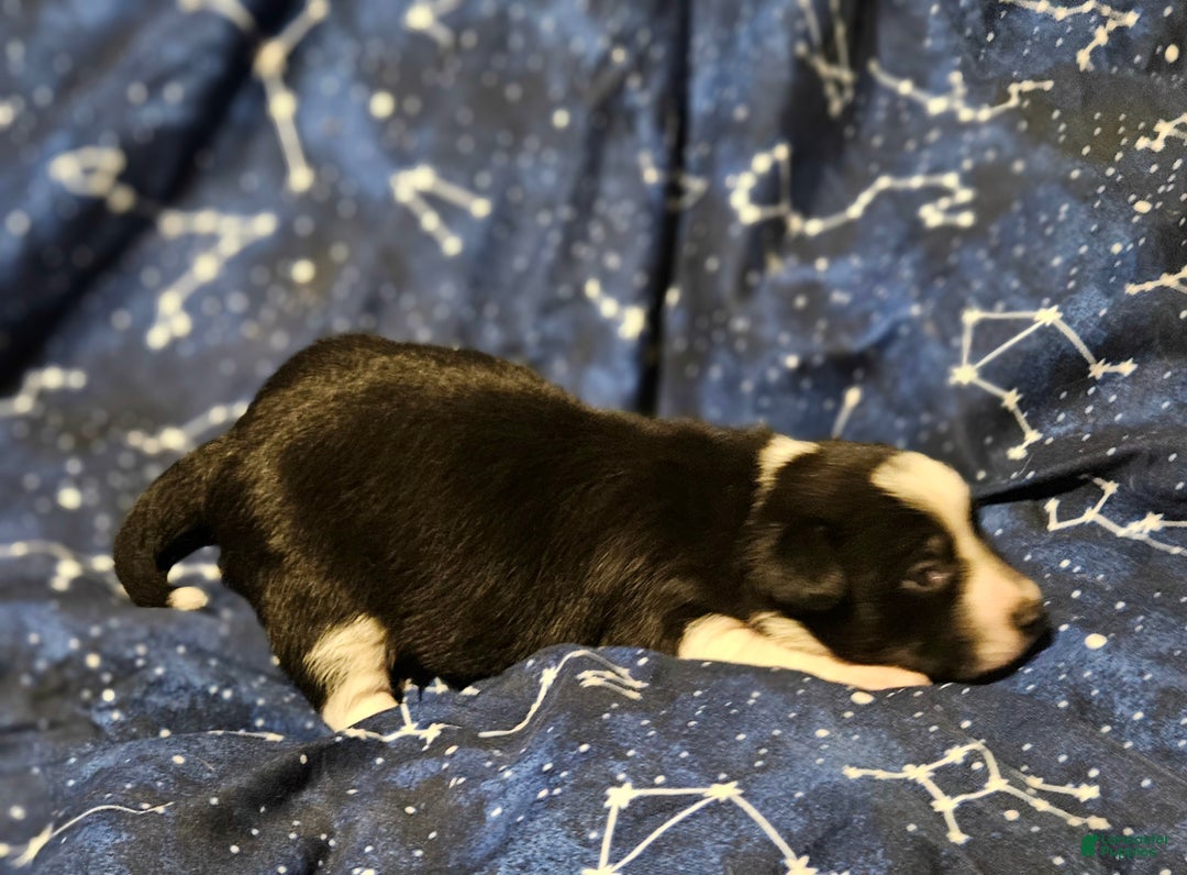 Border Collie dogs for sale: Joy (Call-Text) - Ad 5