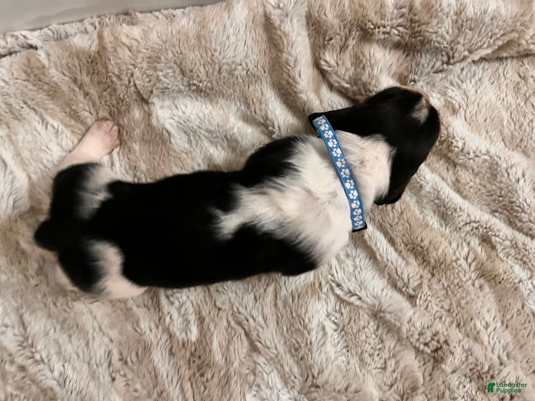 Basset Hound dogs for sale: Mox - Ad 4