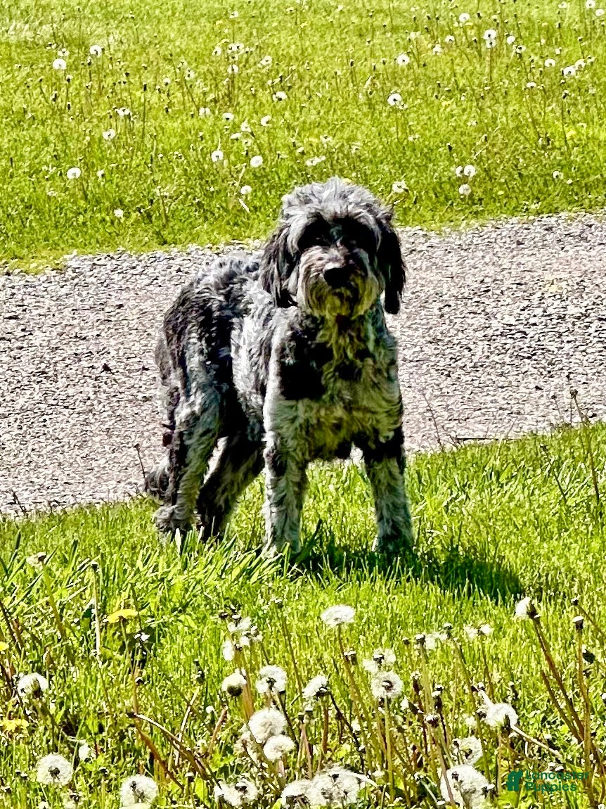 Goldendoodle dogs Murphy - F1b - Ad 2