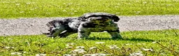 Goldendoodle dogs for sale: Mickey - F1b - Ad 2