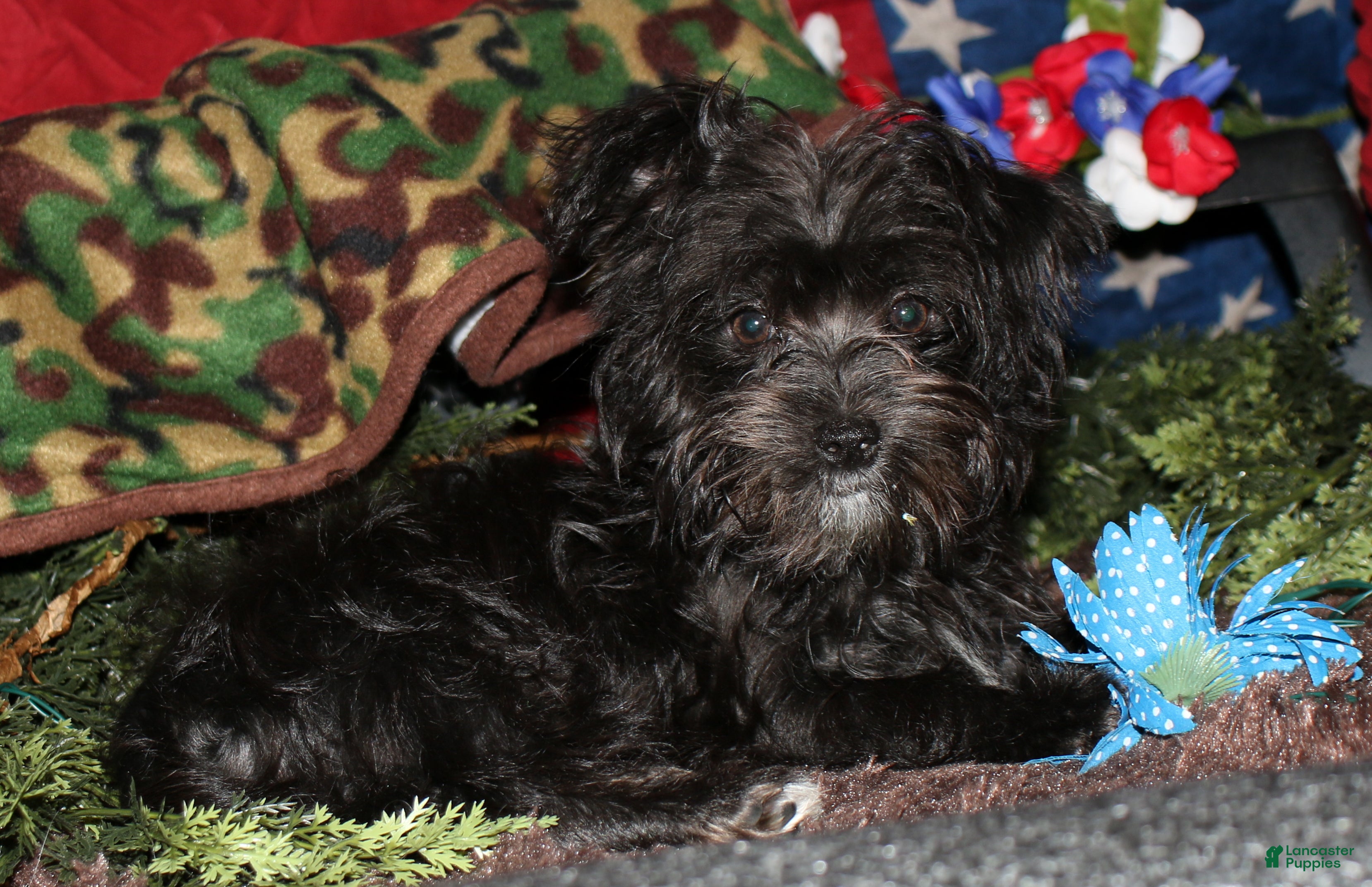 Morkie dogs Frank - Ad 2