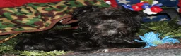 Morkie dogs for sale: Frank - Ad 13