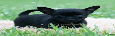 Delgado