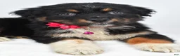 Australian Shepherd dogs for sale: Eclipse  - Ad 4